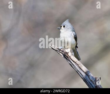 Ein winziger, getufteter Titmaus-Vogel sitzt auf einem zerrissenen Baum im Wald Stockfoto