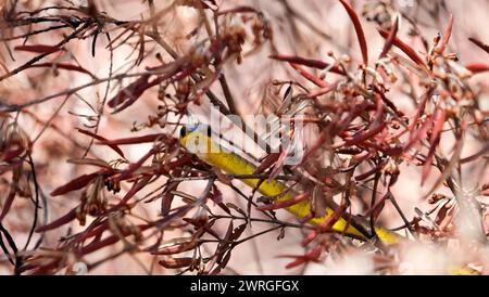 Australische Baumschlange Stockfoto