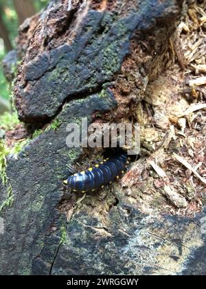 Nahaufnahme eines Tausendfüßlers, der in eine Baumspalte krabbelt, Muir Woods National Monument, Kalifornien, USA Stockfoto