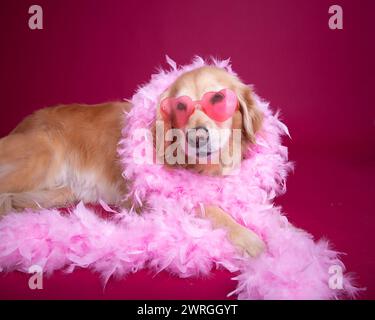 Porträt eines goldenen Retriever-Hundes, der eine herzförmige Brille und eine rosa Federboa trägt Stockfoto