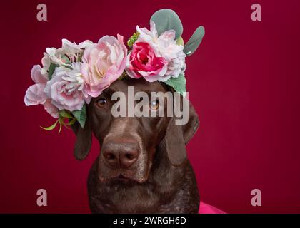 Porträt eines deutschen Kurzhaarzeigers mit Blumenkopfschmuck Stockfoto