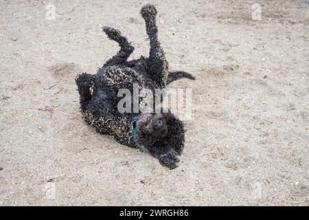 Schwarzes Labradoodle, das hinten an einem Sandstrand in Florida, USA, rollt Stockfoto