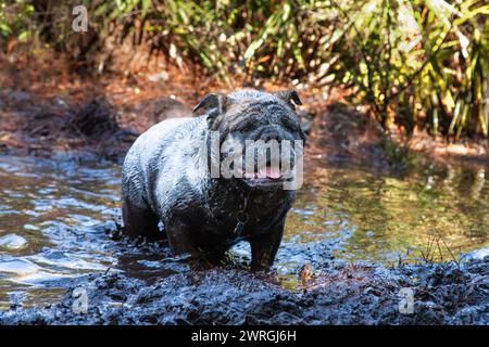 Dreckige und nasse englische Bulldog spielt in einem schlammigen Fluss, Florida, USA Stockfoto