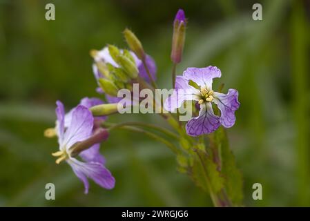 Nahaufnahme der wilden raphanus-Blume. Stockfoto