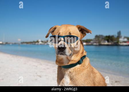 Labrador Retriever mit Sonnenbrille am Strand, Florida, USA Stockfoto