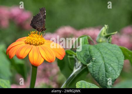 Nahaufnahme einer Pfauenblume (aglais io) auf einer mexikanischen Sonnenblume (tithonia rotundifolia) Stockfoto