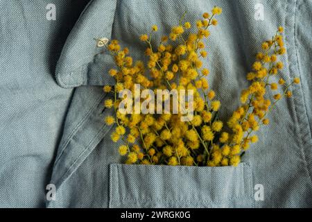 Nahaufnahme gelber Mimosa-Blüten in einer Hemdtasche Stockfoto