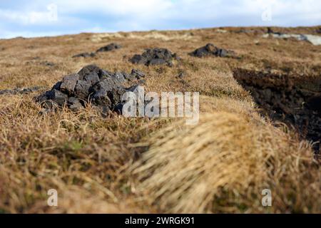 Blick auf die Torfmoore in den schottischen Highlands. Frisch geschnittener Torf aus dem Moor liegt auf dem Grasland in der Nähe von Rindern und zeigt Torfmoor-Entwässerung Stockfoto