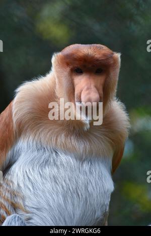 Nahaufnahme eines Affen, der in die Kamera schaut, Kalimantan, Indonesien Stockfoto