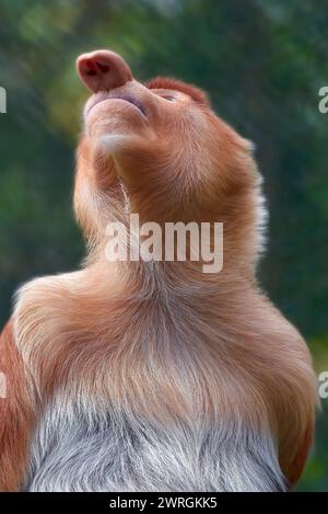 Nahaufnahme eines Affen, der nach oben blickt, Kalimantan, Borneo, Indonesien Stockfoto