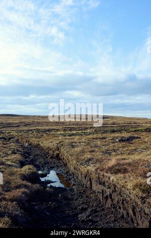 Blick auf die Torfmoore in den schottischen Highlands. Frisch geschnittener Torf aus dem Moor liegt auf dem Grasland in der Nähe von Rindern und zeigt Torfmoor-Entwässerung Stockfoto