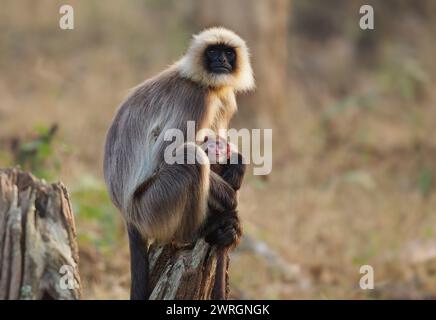 Malabar Sacred Langur oder Schwarzfüßige graue Sprache - Semnopithecus hypoleucos ist ein in Südindien gefundener Affe der Alten Welt, weiblich mit dem Baby Sittin Stockfoto