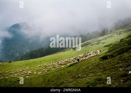 Eine Schafherde und ein Hirte weiden Gras auf den hohen Wiesen des Shara-Berges. Sharr Mountains, Popova Shapka. Stockfoto