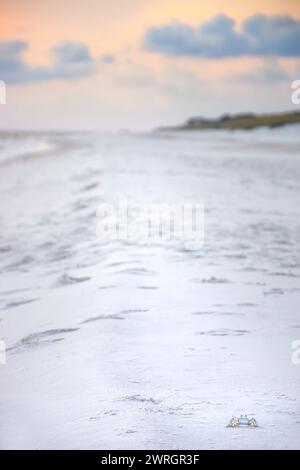 Landschaft eines pastellfarbenen Sonnenuntergangs am Strand von St George Island, Florida, mit einer winzigen Geisterkrabbe in der rechten Ecke (Ocypode Quadrata) Stockfoto