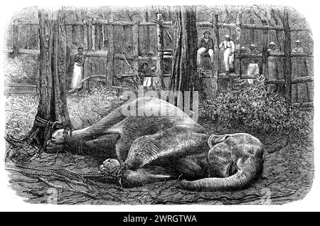 Modus der Fang wilder Elefanten in Ceylon: An Elephant Noosed, 1864. Gravur einer Fotografie von der großen Elefantenexpedition zu einem Ort namens Ebbewellepittia... um ihren europäischen Besuchern den größtmöglichen Sport und die Unterhaltung zu bieten... der erste Elefant, der geschweift wurde, war ein schönes junges Tier von zwei Jahren... eine Schlinge wurde geschickt um eines seiner Hinterbeine geschoben. Nach einigen Bemühungen, die Schnur zu brechen, warf er sich mit lautem Schrei auf den Boden... nach einem heftigen Widerstand wurde er mit drei Beinen an einen Baum gebunden und fest gesichert. Oft Stockfoto