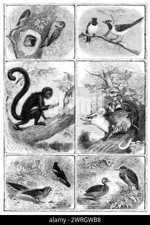 Neuerungen der Sammlung der Zoologischen Gesellschaft, Regent's Park, 1864. "Diese wurden alle aus verschiedenen Teilen des amerikanischen Kontinents importiert, und der größte Teil davon repräsentiert Arten, die zuvor in dieses Land gebracht worden waren. Der blaue Tanager (Orchesticus ater) und der gepileerte jay (Cyanocorax cyanopogon) stammen beide aus den Wäldern Brasiliens...der Spechte... stammt aus den nördlicheren Wäldern der Neuen Welt...der brasilianische Affe (Pithecia Satanas) stammt vom Amazonasufer; der Oppossum (Didelphys virginidux)...mit seiner zahlreichen Familie von jungen Menschen c Stockfoto