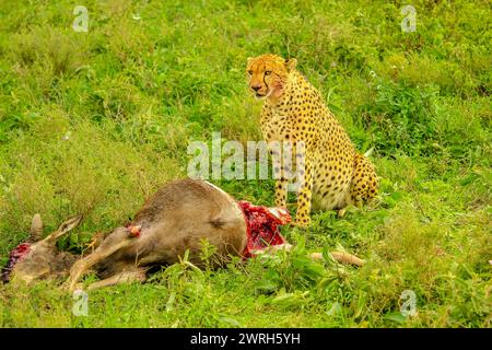 Jagdszene bei Safari. Gepard steht mit blutigem Gesicht, nachdem er bei jungen GNU gegessen hat oder Gnus in grüner Grasvegetation. Ndutu Und Umgebung Stockfoto