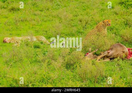 Zwei Gepardenbrüder mit blutigem Gesicht nach der Jagd in grüner Vegetation. Ndutu Gebiet des Ngorongoro Conservation Area, Tansania, Afrika. Jagdszene. Stockfoto