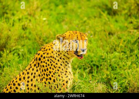 Gepard männlich mit blutigem Gesicht in grüner Grasvegetation. Ndutu Gebiet des Ngorongoro Conservation Area, Tansania, Afrika. Stockfoto