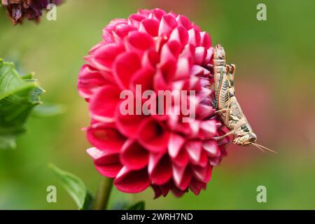 Heuschrecke auf Dahlia Stockfoto