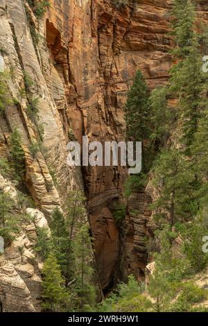 Die Bäume wachsen hoch aus den Tiefen des Echo Canyon in Zion Stockfoto