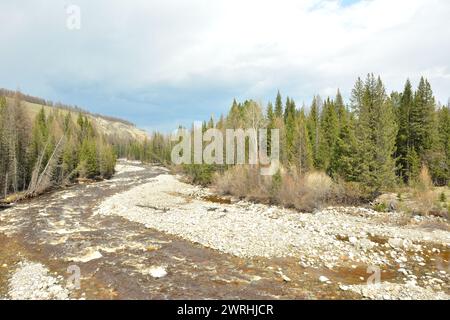 Eine Wende im Bett eines flachen, aber turbulenten Flusses mit Kiesbänken, die an einem bewölkten Frühlingstag durch einen dichten Zedernwald fließen. Kabardu Fluss, Altai Stockfoto
