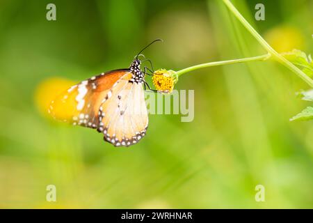 Danaus chrysippus, auch bekannt als einfacher Tiger, afrikanische Königin oder afrikanischer Monarch, der auf einer Blume thront. Stockfoto