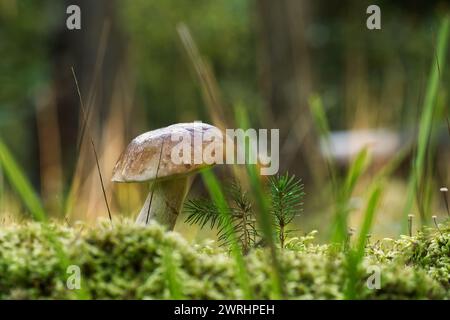 Penny Bun oder Boletus edulis, Cep Pilz wächst in den Wäldern umgeben von Moos und Gras, Hintergrund besteht aus Bäumen und anderer Vegetation, genießbar Stockfoto