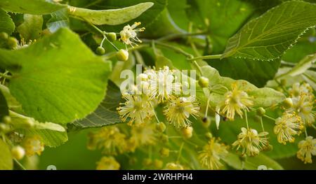 Der Lindenzweig zeigt deutlich Blätter und Blüten, die in unterschiedlichen Blütestadien von vollständig geöffneter bis gerade blühender Blüte vorhanden sind Stockfoto