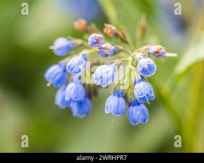 Schöne blaue Blüten von Symphytum caucasicum, auch bekannt als beinwell, blauer Beinwell oder kaukasischer Beinwell, blühen im Frühlingspark Stockfoto