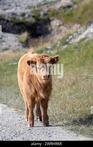 Ein flauschiges, braunes Highland-Kalb steht auf einem Schotterweg und blickt mit sanftem Blick nach vorne, Berggras im Hintergrund. Stockfoto