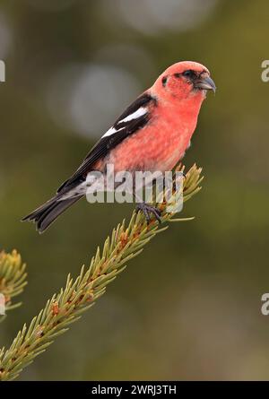 Weißer geflügelter Kreuzschnabel, der auf einem Tannenzweig im Wald in Kanada sitzt Stockfoto