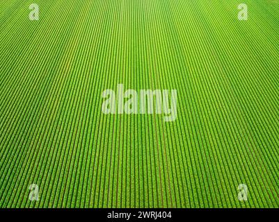 Schöne landwirtschaftliche Landschaft mit grünen Sojabohnen- und Gemüsereihen auf freiem Feld Stockfoto