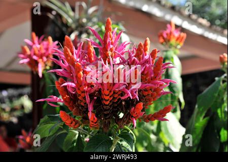 Leuchtend rosa Blumenhaufen einer Gartenpflanze Celosia crisstala, mit grünen Blättern, PARQUE EL NICHO, Kuba, Zentralamerika Stockfoto