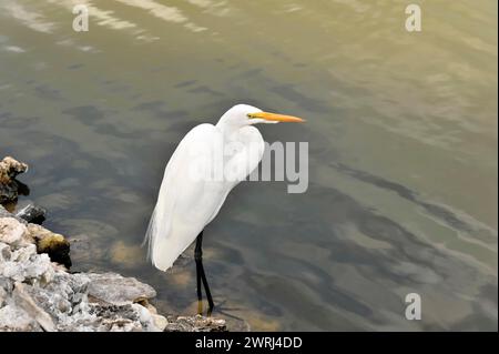 Ein einzelner weißer Reiher, großer Reiher (Ardea alba), der auf Felsen am Ufer des Wassers steht, Cayo Coco, Kuba, Zentralamerika Stockfoto