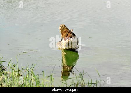 Ein Krokodil im Wasser hat seinen Mund offen, sieht bedrohlich aus, kubanisches Krokodil (Crocodylus rhombifer), Demonstrationskrokodilfarm Criadero de Stockfoto