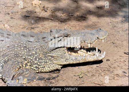 Krokodil mit offenem Mund und Zähnen, auf dem Boden liegend und bedrohlich aussehend, kubanisches Krokodil (Crocodylus rhombifer), Demonstrationskrokodil Stockfoto