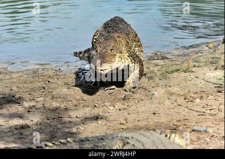 Ein Krokodil nähert sich dem Wasser und sieht aggressiv aus, bereit zum Angriff, kubanisches Krokodil (Crocodylus rhombifer), Demonstrationskrokodil-Farm Criadero Stockfoto