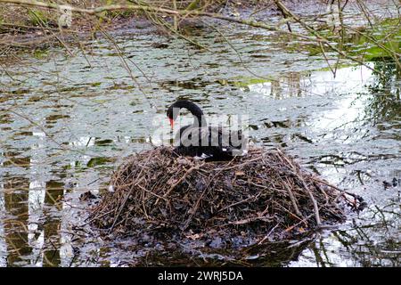 Schwarzer Schwan (Cygnus atratus) an einem Eiernest, Nordrhein-Westfalen, Deutschland Stockfoto