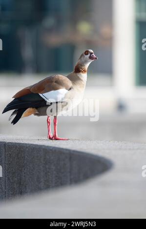 Nilgans (Alopochen aegyptiaca, stehend auf einer grauen Betonwand, die in einem Halbkreis gebogen ist, mit Blick nach rechts vorne, im Hintergrund Stockfoto