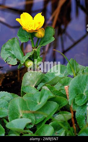Eine gelbe Blume mit grünen Blättern, Tau auf den Blättern, die sich vor einem verschwommenen Hintergrund von Marsh Ringelblume Caltha palustris Ranunculaceae abhebt Stockfoto