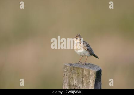 Eurasische Lerche (Alauda arvensis) auf einem Pol, Niederrhein, Nordrhein-Westfalen, Deutschland Stockfoto