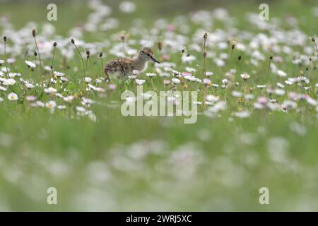 Rotschenkel (Tringa totanus), Küken auf einer Blumenwiese, Niederrhein, Nordrhein-Westfalen, Deutschland Stockfoto