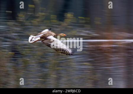 Graugans (Anser anser) im Flug mit leichter Bewegungsunschärfe vor verschwommenem Hintergrund, Hessen, Deutschland Stockfoto