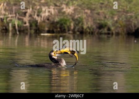 Kormoran im Wasser, der eine Schleie verschlingt (Tinca tinca), Hessen, Deutschland Stockfoto