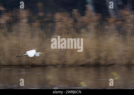 Reiher (Ardea alba) fliegt elegant über die Wasseroberfläche, wandert aus Hessen, Deutschland Stockfoto