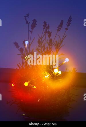 Lavendel (Lavandula), mit Feenlicht und Bokeh, Nordrhein-Westfalen, Deutschland Stockfoto