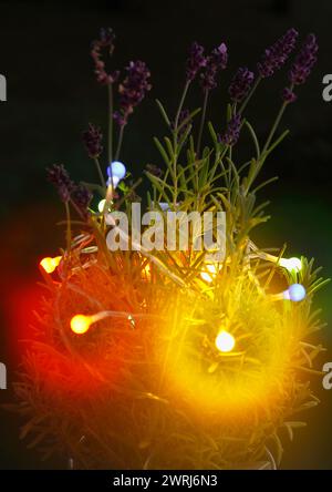 Lavendel (Lavandula), mit Feenlicht und Bokeh, Nordrhein-Westfalen, Deutschland Stockfoto