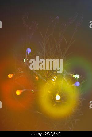 Lavendel (Lavandula), mit Feenlicht und Bokeh, Nordrhein-Westfalen, Deutschland Stockfoto