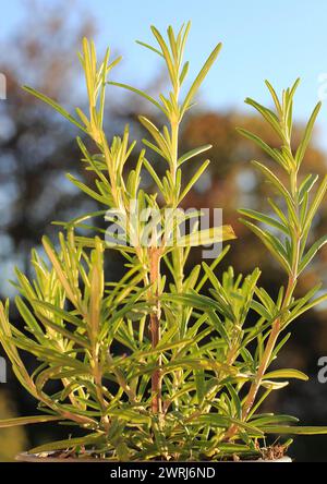 Rosmarin (Salvia rosmarinus), Nordrhein-Westfalen, Deutschland Stockfoto